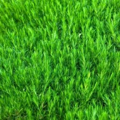 'Snowflake' Creeping Phlox -Flower Shop 417 1315 popup sw