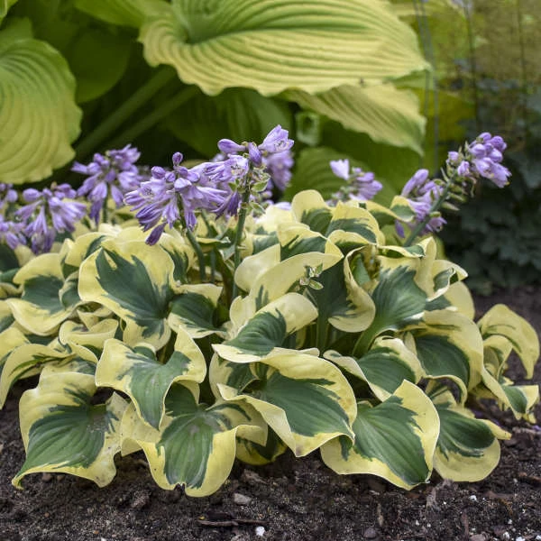 'Mini Skirt' Hosta 1 'Mini Skirt' Hosta