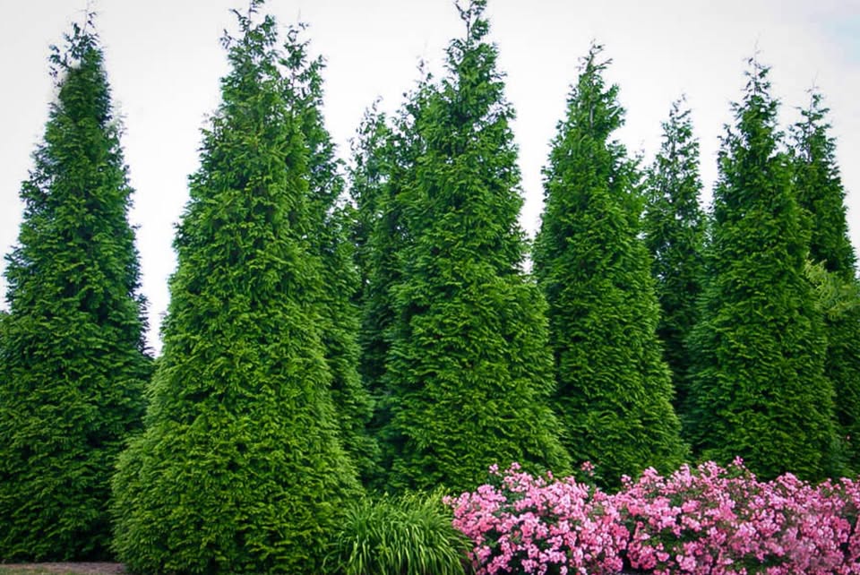 Flower Shop -Flower Shop 429170746 1142908080057055 4575855959592503950 n