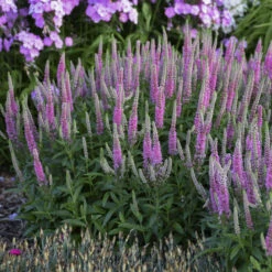 Magic Show® 'Pink Potion' Spike Speedwell -Flower Shop 43a3b7a27fd4e4d1b3b17da66e5c1a78