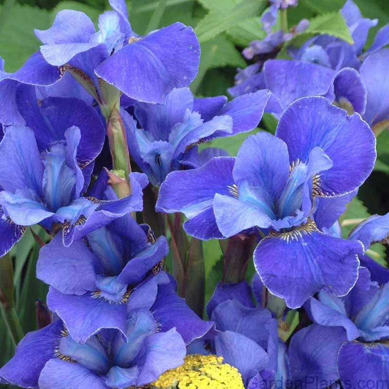 'Silver Edge' Siberian Iris 1 'Silver Edge' Siberian Iris