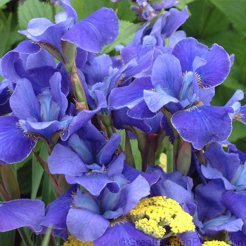 'Silver Edge' Siberian Iris 2 'Silver Edge' Siberian Iris - Image 2