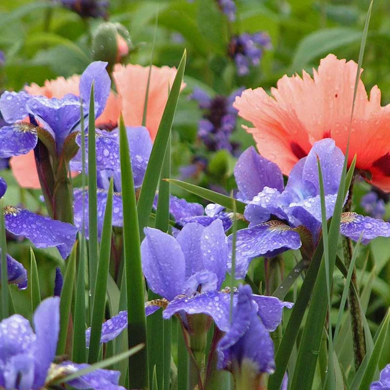 'Silver Edge' Siberian Iris 4 'Silver Edge' Siberian Iris - Image 4