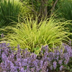 Prairie Winds® 'Lemon Squeeze' Fountain Grass -Flower Shop 497Pennisetumalopecuroides LemonSqueeze 2