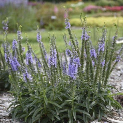 Magic Show® 'Ever After' Spike Speedwell -Flower Shop 498Veronica EverAfter 3
