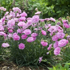 Fruit Punch® 'Sweetie Pie' Dianthus -Flower Shop 4c286a16d7dc6b236cd3f82900869979