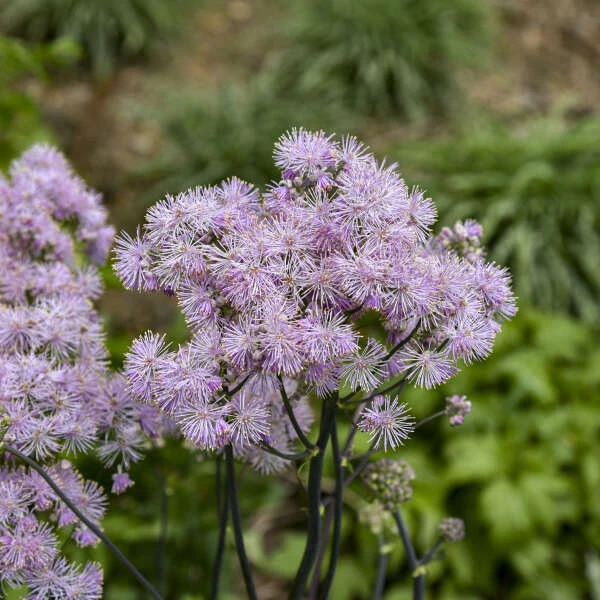 'Cotton Candy' Meadow Rue 1 'Cotton Candy' Meadow Rue
