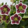 Honeymoon® Romantic Getaway Lenten Rose