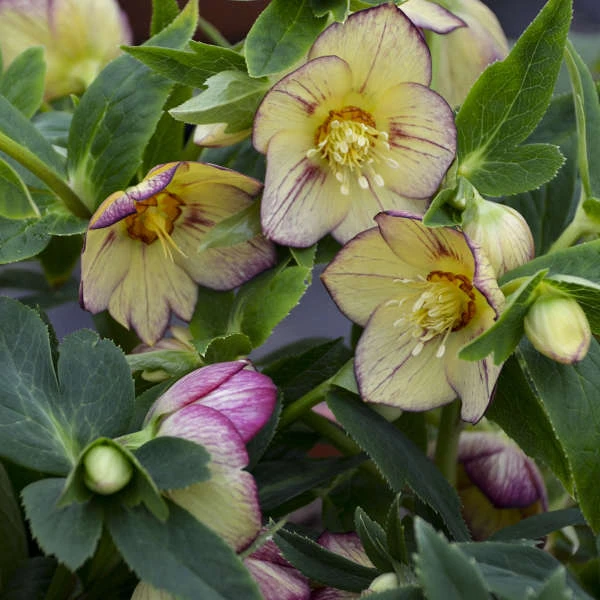 Honeymoon® Tropical Sunset Lenten Rose 1 Honeymoon® Tropical Sunset Lenten Rose