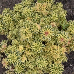 'Atlantis' Stonecrop -Flower Shop 5056f02e9a561759672bee380943a21a