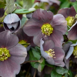 Honeymoon® Vegas Nights Lenten Rose
