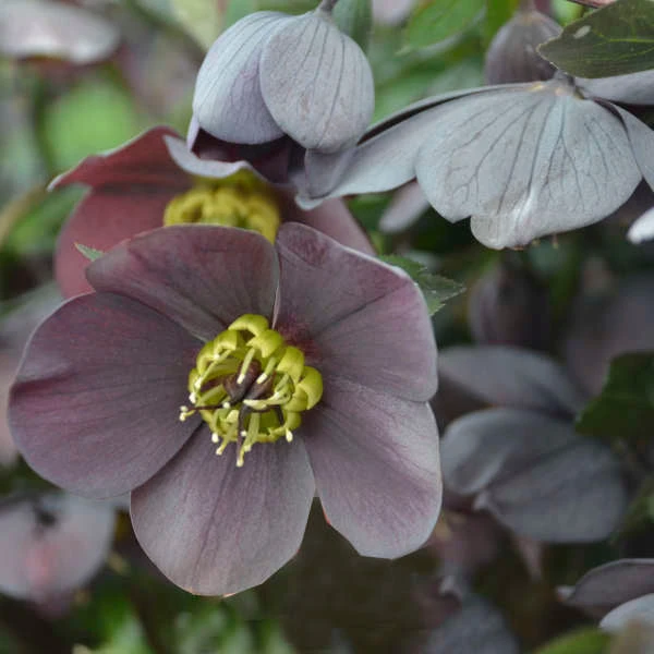 Honeymoon® Vegas Nights Lenten Rose 2 Honeymoon® Vegas Nights Lenten Rose - Image 2