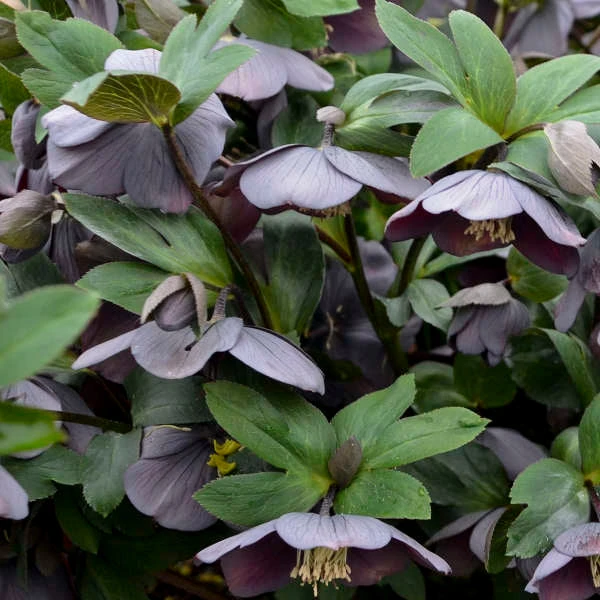 Honeymoon® Vegas Nights Lenten Rose 3 Honeymoon® Vegas Nights Lenten Rose - Image 3