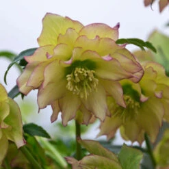 Wedding Party® First Dance Lenten Rose 7 Wedding Party® First Dance Lenten Rose -Flower Shop 508Helleborus FirstDance 4
