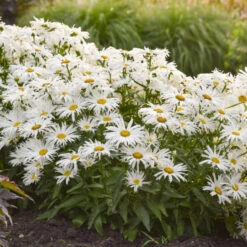 Amazing Daisies® 'Spun Silk' Shasta Daisy -Flower Shop 510Leucanthemumsuperbum SpunSilk 3