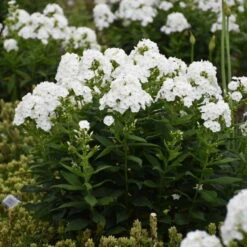 Luminary™ 'Backlight' Tall Garden Phlox -Flower Shop 518Phloxpaniculata Backlight 3
