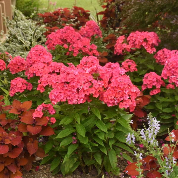 Luminary™ 'Sunset Coral' Tall Garden Phlox 3 Luminary™ 'Sunset Coral' Tall Garden Phlox - Image 3