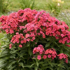 Luminary™ 'Sunset Coral' Tall Garden Phlox 8 Luminary™ 'Sunset Coral' Tall Garden Phlox -Flower Shop 519Phloxpaniculata SunsetCoral 4