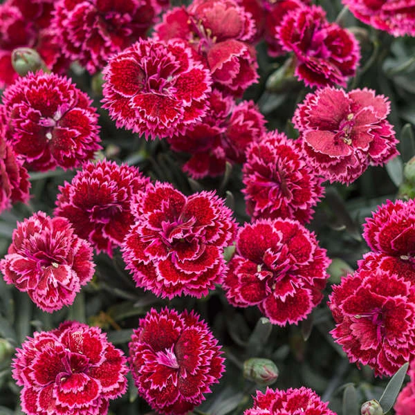 Fruit Punch® 'Black Cherry Frost' Dianthus 1 Fruit Punch® 'Black Cherry Frost' Dianthus