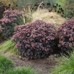 Rock 'N Grow® 'Back In Black' Stonecrop -Flower Shop 520Sedum BackinBlack 3