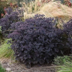 Rock 'N Grow® 'Back In Black' Stonecrop -Flower Shop 520Sedum BackinBlack 4