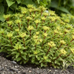 Rock 'N Round® 'Bright Idea' Stonecrop -Flower Shop 521Sedum BrightIdea 4