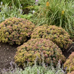 Rock 'N Grow® 'Coraljade' Stonecrop -Flower Shop 522Sedum Coraljade 3