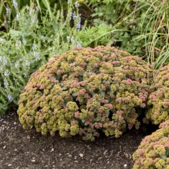 Rock 'N Grow® 'Coraljade' Stonecrop -Flower Shop 522Sedum Coraljade 4