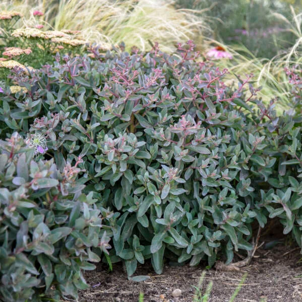 Rock 'N Grow® 'Tiramisu' Stonecrop 1 Rock 'N Grow® 'Tiramisu' Stonecrop