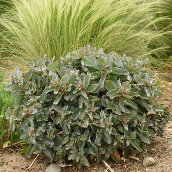 Rock 'N Grow® 'Tiramisu' Stonecrop 4 Rock 'N Grow® 'Tiramisu' Stonecrop - Image 4