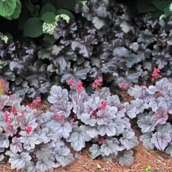 Dolce® 'Silver Gumdrop' Coral Bells -Flower Shop 525 1972 popup sw