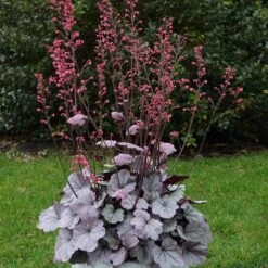 Dolce® 'Silver Gumdrop' Coral Bells -Flower Shop 525 1974 popup sw