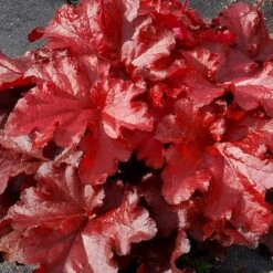 Forever® Red Coral Bells -Flower Shop 527 1990 popup sw