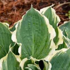 Shadowland® 'Hope Springs Eternal' Hosta 8 Shadowland® 'Hope Springs Eternal' Hosta -Flower Shop 529Hosta HopeSpringsEternal 4