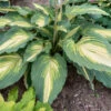 Shadowland® 'Love Story' Hosta