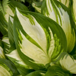 Shadowland® 'Miss America' Hosta 8 Shadowland® 'Miss America' Hosta -Flower Shop 530Hosta MissAmerica 4