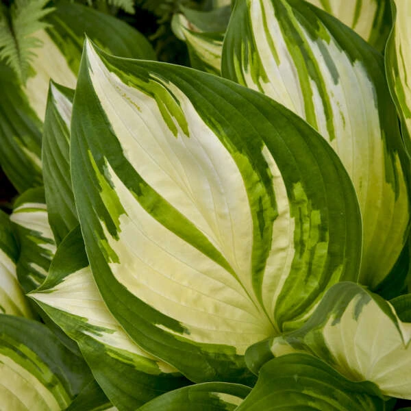 Shadowland® 'Miss America' Hosta 4 Shadowland® 'Miss America' Hosta - Image 4