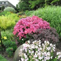 'Glamour Girl' Phlox -Flower Shop 533 2026 popup