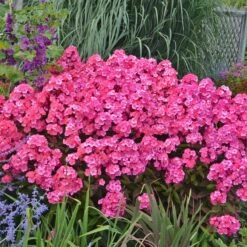 'Glamour Girl' Phlox -Flower Shop 533 2029 popup