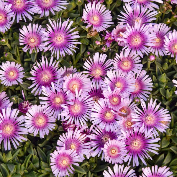Kaleidoscope™ 'Pink Radiance' Ice Plant 1 Kaleidoscope™ 'Pink Radiance' Ice Plant