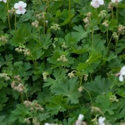 'Biokovo' Cranesbill -Flower Shop 539 2052 popup 54bbb1b2 a771 4e24 b343 f2c831d6e024 sw