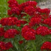 'Scarlet Fever' Dianthus