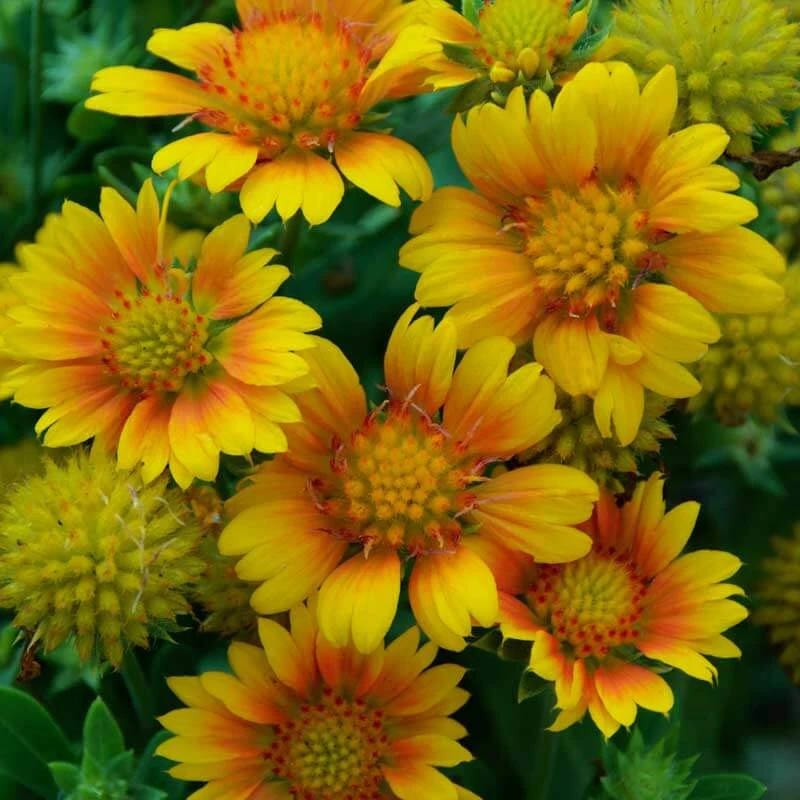 'Arizona Apricot' Blanket Flower 1 'Arizona Apricot' Blanket Flower