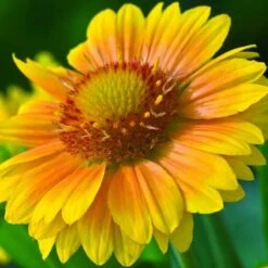 'Arizona Apricot' Blanket Flower 8 'Arizona Apricot' Blanket Flower -Flower Shop 545 2071 popup 468b192a 3e32 44e4 8295 93eb20f79efc sw