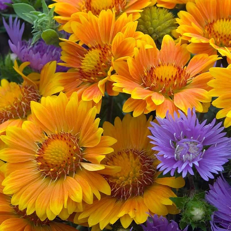 'Arizona Apricot' Blanket Flower 3 'Arizona Apricot' Blanket Flower - Image 3