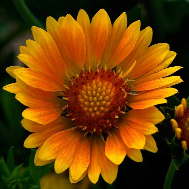 'Arizona Apricot' Blanket Flower 2 'Arizona Apricot' Blanket Flower - Image 2