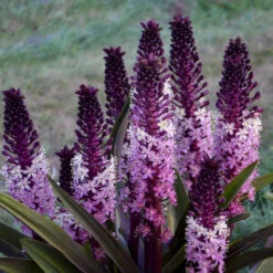 'Safari Adventure' Pineapple Lily -Flower Shop 546Eucomis SafariAdventure 3