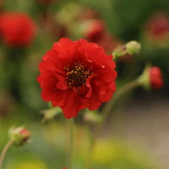'Blazing Sunset' Geum -Flower Shop 547Geumfloraplena BlazingSunset 3