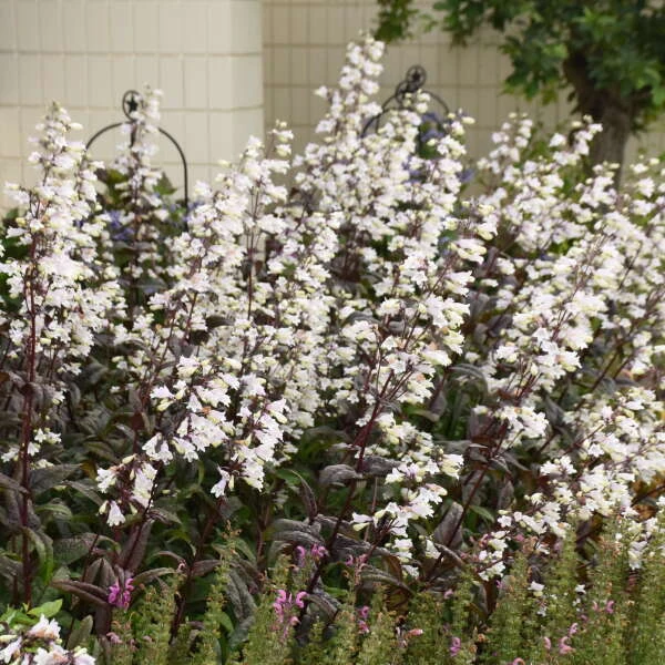 'Onyx And Pearls' Beardtongue 1 'Onyx And Pearls' Beardtongue