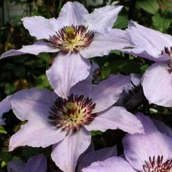 Still Waters™ Clematis -Flower Shop 548 2085 popup